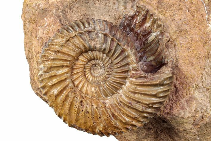 Jurassic Ammonite (Parkinsonia) Fossil - Sengenthal, Germany #279301